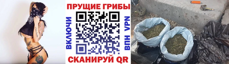 Галлюциногенные грибы Cubensis  Сосновоборск 